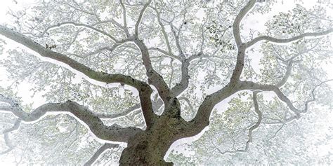 Image result for Tree Explosion