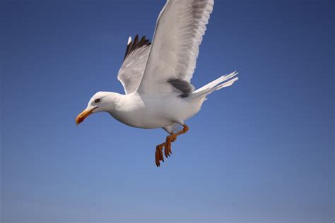 Free Images : bird, wing, sky, animal, seabird, flying, fly, seagull ...