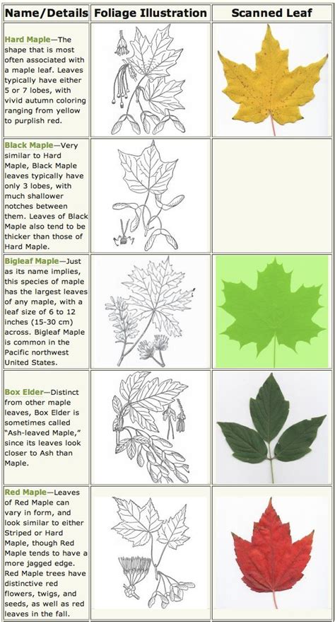 Image result for Maple Tree Identification