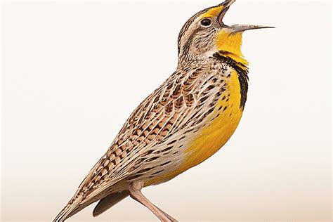 North Dakota's state bird, the Western meadowlark, not as numerous as ...