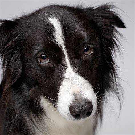Can Dogs Recognise Faces