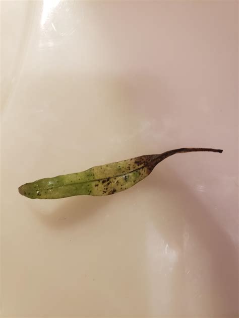 Java Fern Small Leaves at Tip 的图像结果