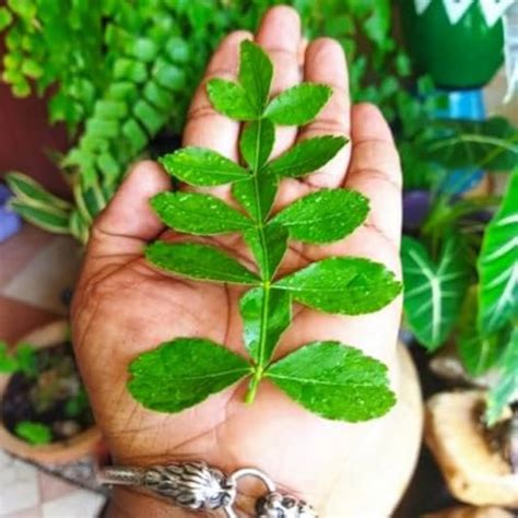 Medicinal Plants – Bees Plant Hub
