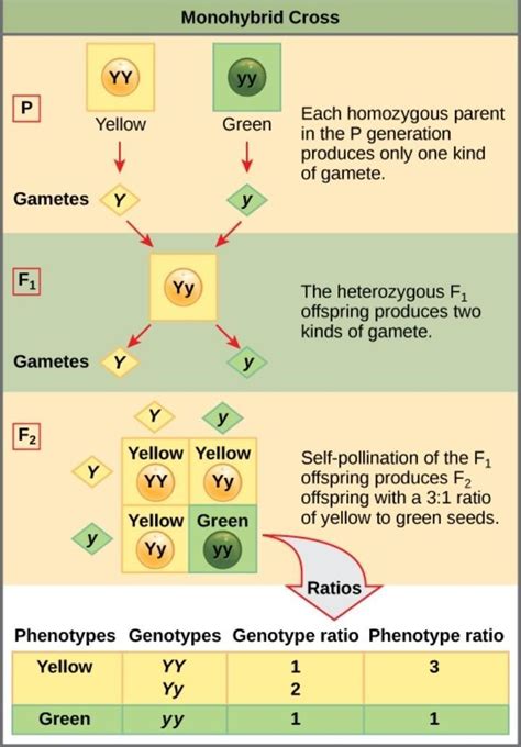 write about monohybrid cross with a checker board - Brainly.in