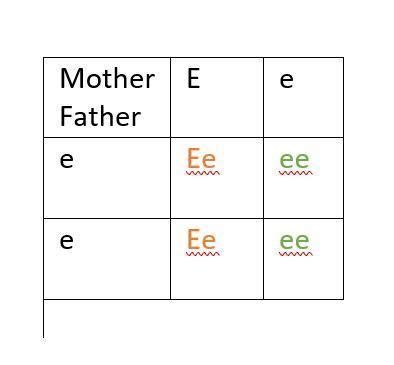 In humans, earlobes that are suspended are dominant over those that are ...