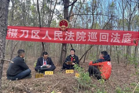 法庭“搬”进林地，化解40年林权纠纷-荆楚网-湖北日报网
