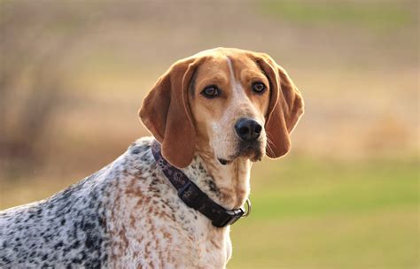 American Coonhound Dog