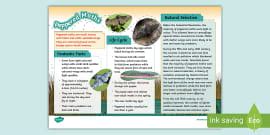 KS2 Moth Fact File (teacher made) - Twinkl