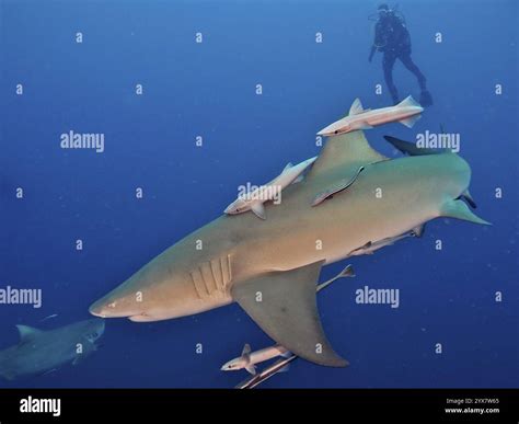 Diver encounters a lemon shark (Negaprion brevirostris) with ship's keeper (Echeneidae) in the ...