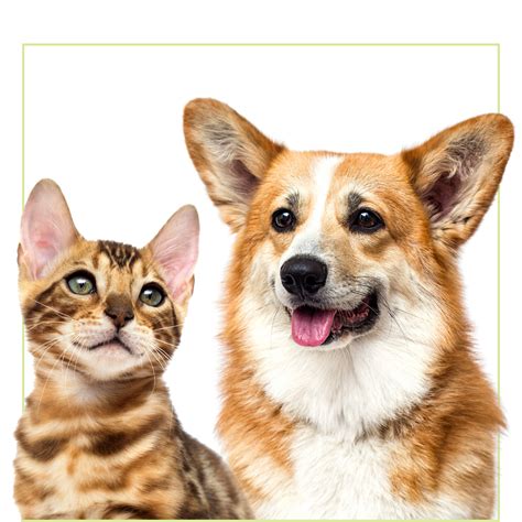 Gallery - Woofs & Wags