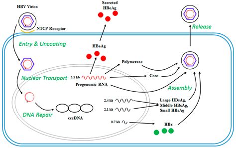 Hepatitis B Virus-Associated Hepatocellular Carcinoma and Hepatic ...