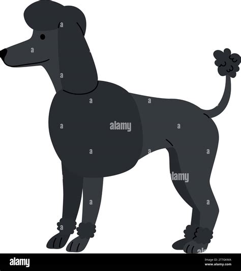 Standard Poodle In Spanish at Rose Holeman blog