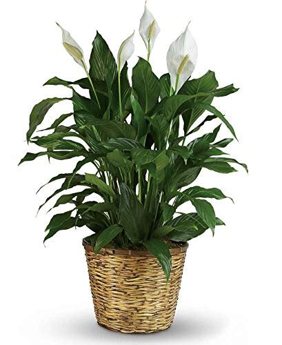 Dwarf Hybrid Rare Peace Lily Live Plant Spathiphyllum for Indoor ...