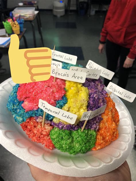 DIY Brain Model Projects 的图像结果