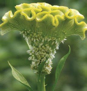 Spontaneous boldness : spiritual meaning of flower