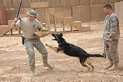 Image result for Cilf