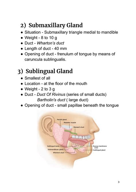 Salivary glands: Introduction, Types of salivary glands, Structure and ...