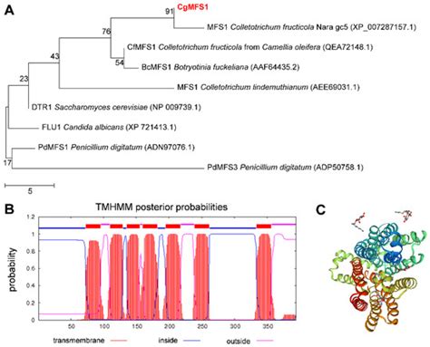 CgMFS1, a Major Facilitator Superfamily Transporter, Is Required for ...
