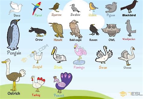 Birds Names and List of Birds with Pictures • 7ESL | Birds name list ...