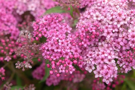 Types Of Spirea Plants at Donald Peterson blog