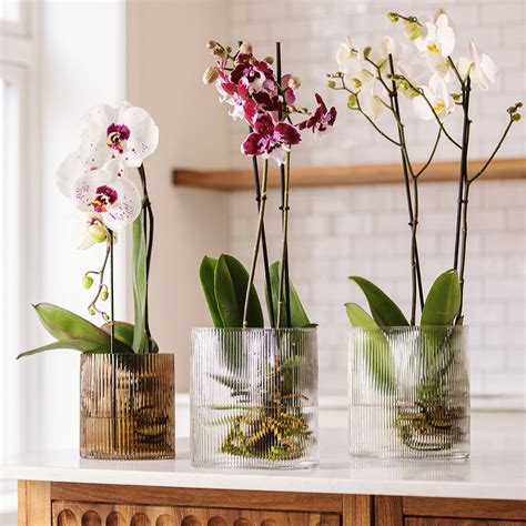 Orchid in water - how to do it | Plantagen