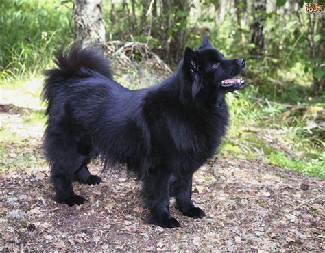 Swedish Lapphund vs Belgian Shepherd Dog (Malinois) - Breed Comparison