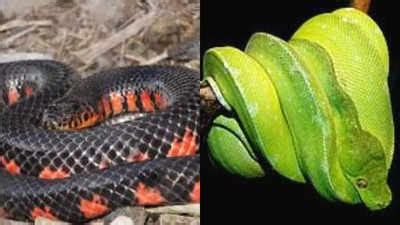 Image result for Color Changing Snake