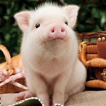 Image result for Cute Fluffy Baby Animals