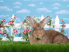 Image result for Bunny Flower