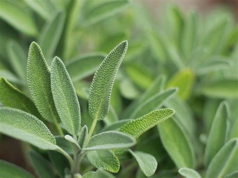 Learn How To Grow Sage In Gardens