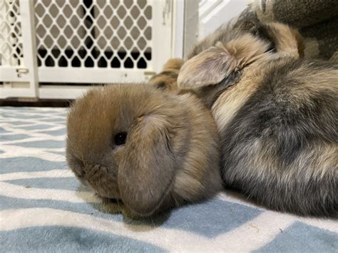 Holland Mini-Lop Rabbits For Sale | Union, NJ #322649