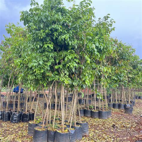 Millettia pinnata | Premium Pongamia Plants for Sale — Kadiyam Nursery