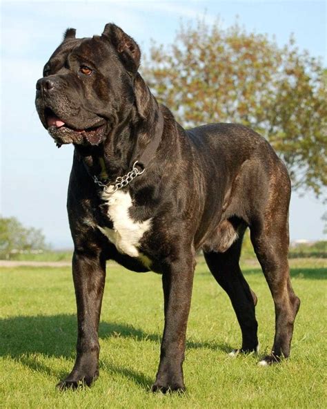 What is the strongest dog breed in the world? Top 20 lists - Briefly.co.za