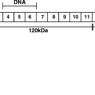 Image result for Fibronectin Molecular Structure