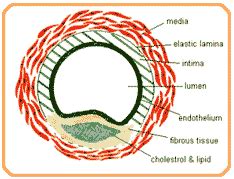 Diabetes India - Have A Heart!