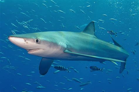 Ranking the 10 Fastest Sea Animals in the Ocean