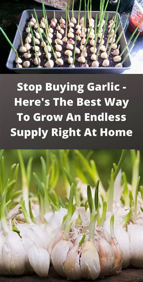 Grow Your Own Garlic: A Simple Guide to an Endless Indoor Harvest ...