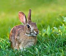 Image result for New Zealand Wild Rabbit