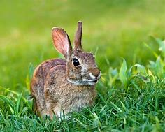 Image result for Friendly Wild Rabbit