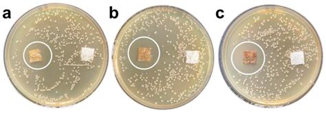 Urushiol-Based Antimicrobial Coatings: Molecular Mechanisms, Structural ...