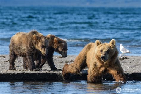 How to keep photographs of groups of animals in focus using aperture – Kevin Lisota Photography