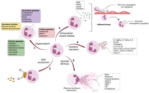 Neutrophil Extracellular Vesicles: A Delicate Balance between Pro-Inflammatory Responses and ...