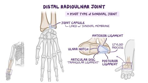 Anatomy of the radioulnar joints - Osmosis