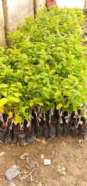 Grafted Sugar Apple Plant Manufacturers and Suppliers from Lucknow