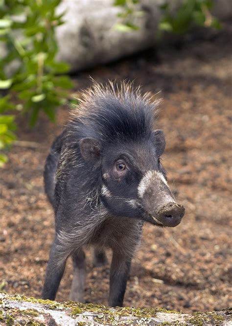 An endangered Visayan Warty Pig female. Photo by Michael Durham ...