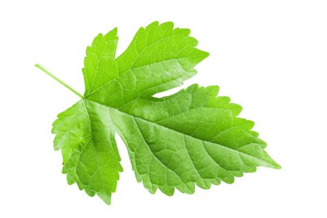 Image result for Un Sample Script