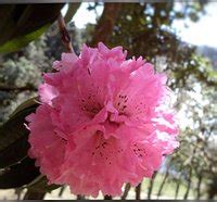 BINSAR WILDLIFE SANCTUARY (2025) All You Need to Know BEFORE You Go ...