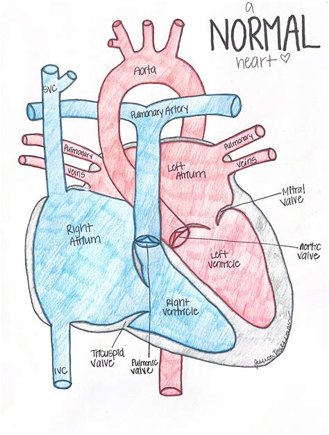 Normal Heart Anatomy Digital - Etsy UK