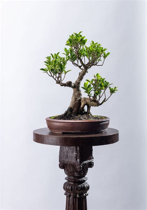 Ficus microcarpa - Thai Compacta (SOLD) – SURUP BONSAI