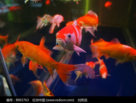 观赏红鱼高清图片下载_红动中国